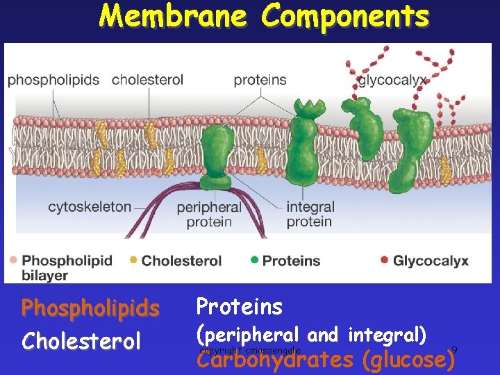 Membrane Components Phospholipids Cholesterol Proteins (peripheral and integral) copyright cmassengale 9 Carbohydrates (glucose) 