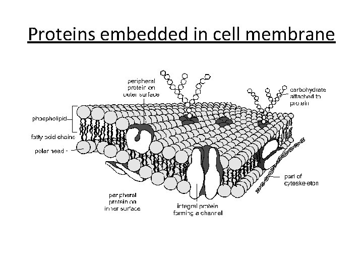 Proteins embedded in cell membrane 