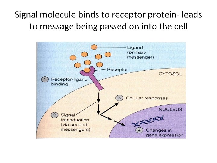 Signal molecule binds to receptor protein- leads to message being passed on into the