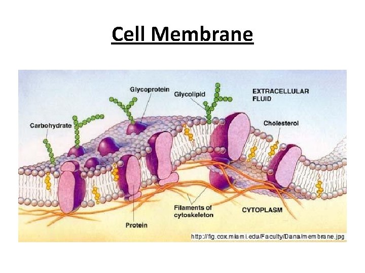 Cell Membrane 