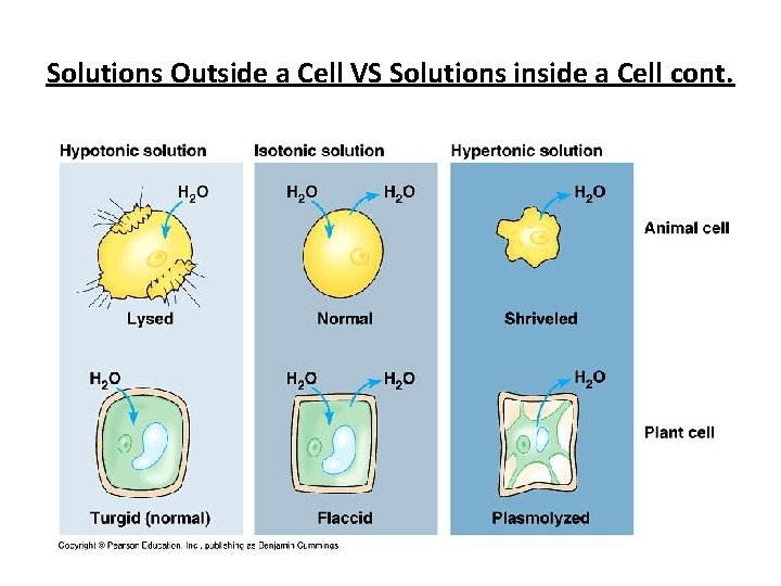 Solutions Outside a Cell VS Solutions inside a Cell cont. 