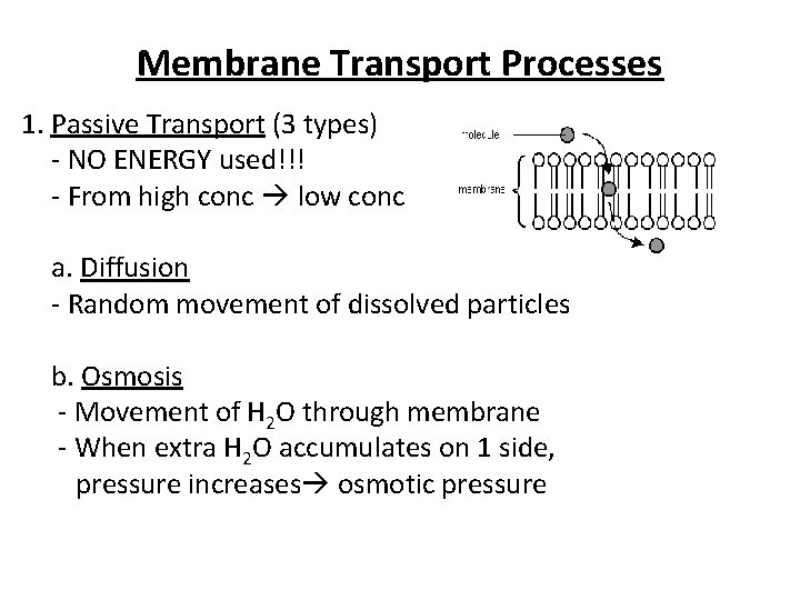 Membrane Transport Processes 1. Passive Transport (3 types) - NO ENERGY used!!! - From