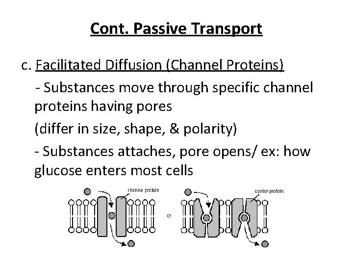 Cont. Passive Transport c. Facilitated Diffusion (Channel Proteins) - Substances move through specific channel