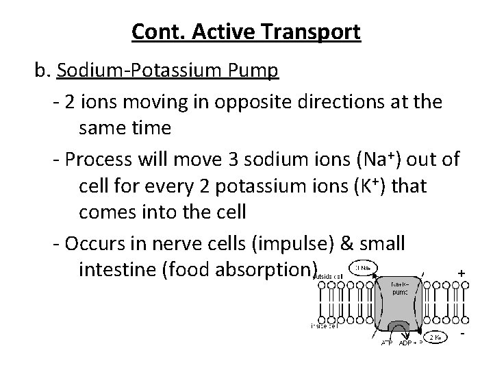 Cont. Active Transport b. Sodium-Potassium Pump - 2 ions moving in opposite directions at