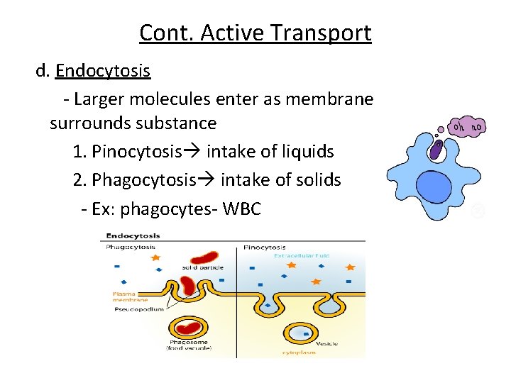 Cont. Active Transport d. Endocytosis - Larger molecules enter as membrane surrounds substance 1.