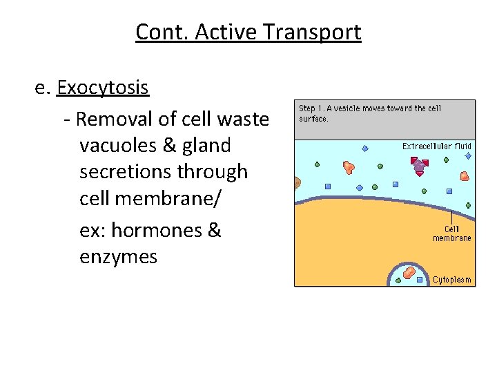 Cont. Active Transport e. Exocytosis - Removal of cell waste vacuoles & gland secretions