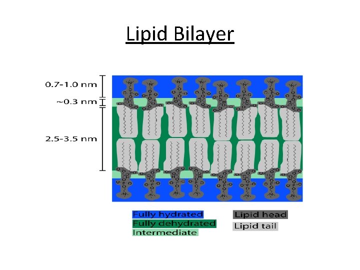 Lipid Bilayer 