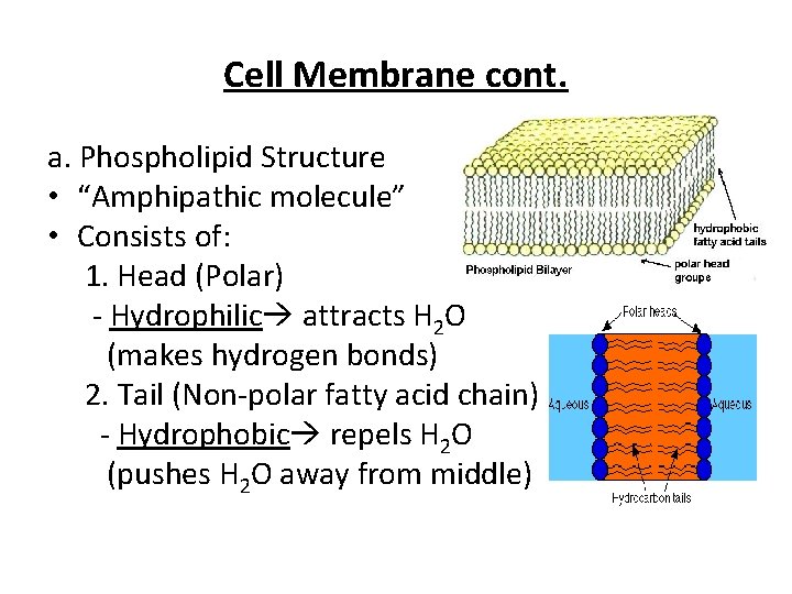 Cell Membrane cont. a. Phospholipid Structure • “Amphipathic molecule” • Consists of: 1. Head