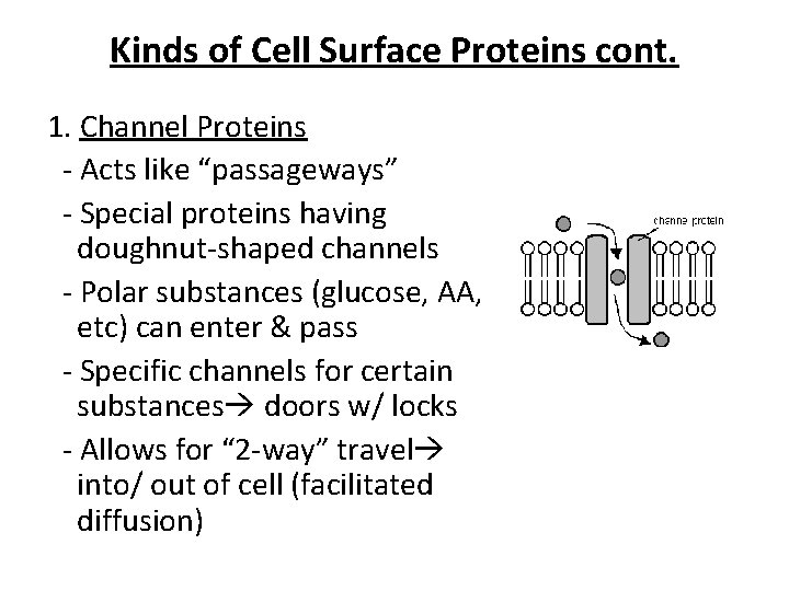 Kinds of Cell Surface Proteins cont. 1. Channel Proteins - Acts like “passageways” -