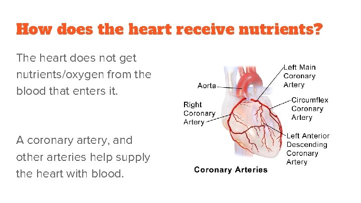 How does the heart receive nutrients? The heart does not get nutrients/oxygen from the