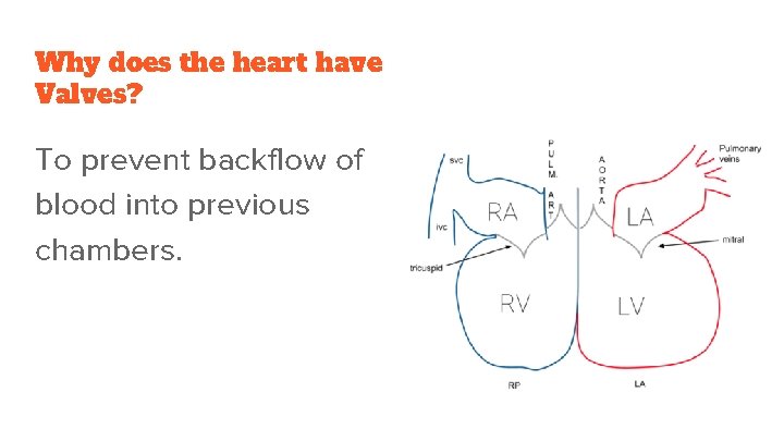 Why does the heart have Valves? To prevent backflow of blood into previous chambers.