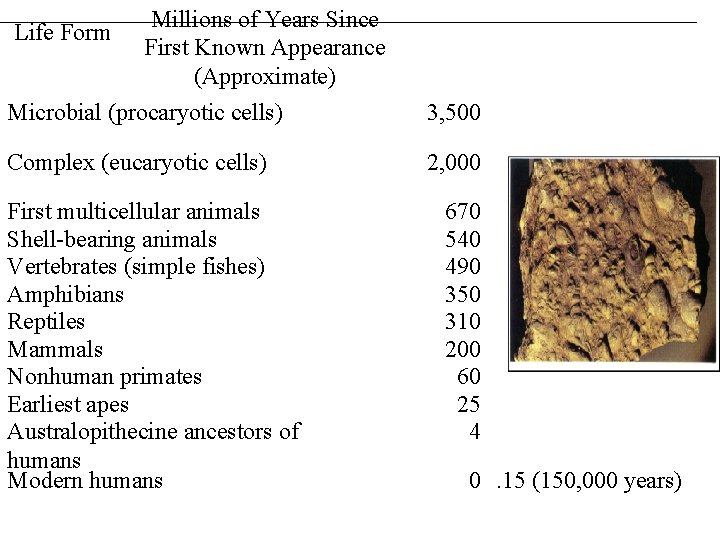 Life Form Millions of Years Since First Known Appearance (Approximate) Microbial (procaryotic cells) 3,