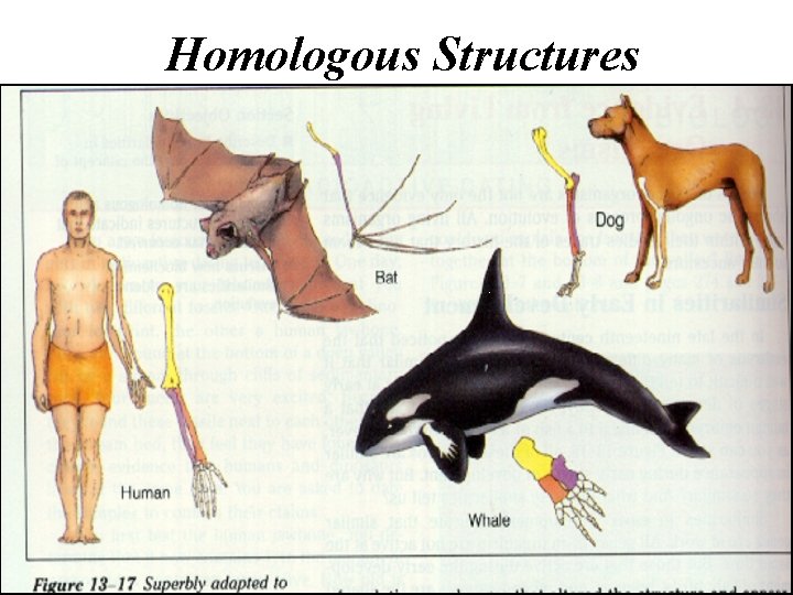 Homologous Structures 