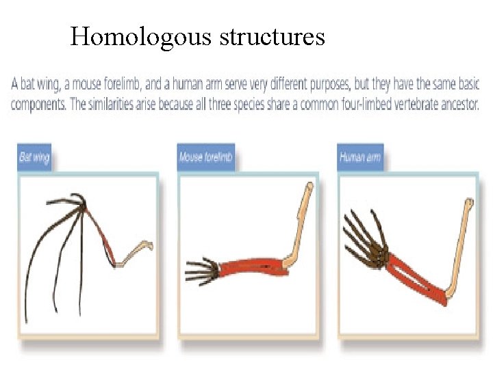 Homologous structures 