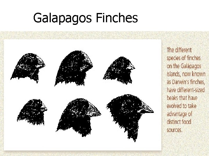 Galapagos Finches 