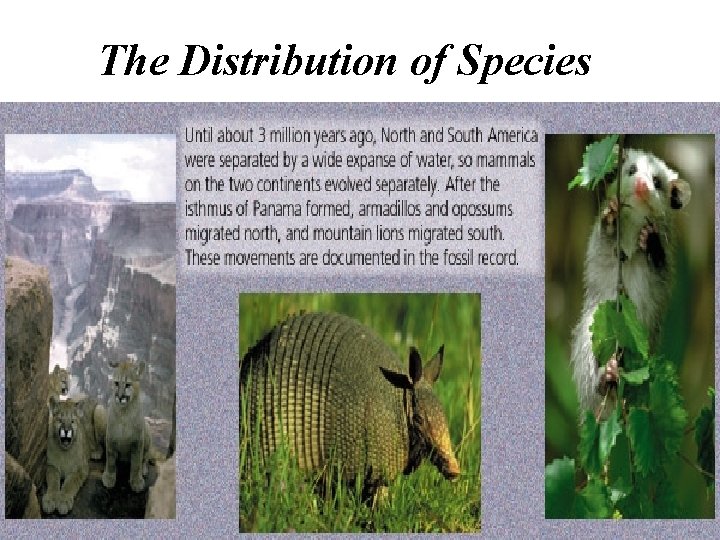 The Distribution of Species 