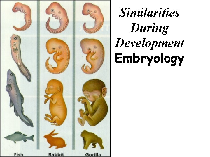 Similarities During Development Embryology 