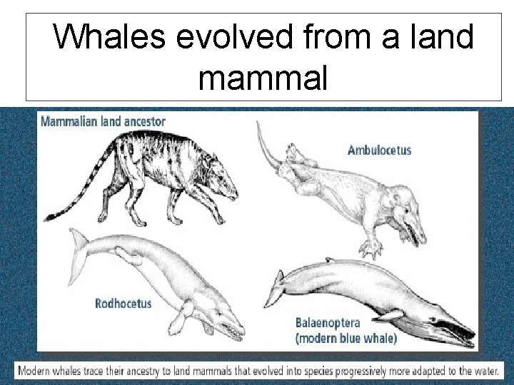 Whales evolved from a land mammal 