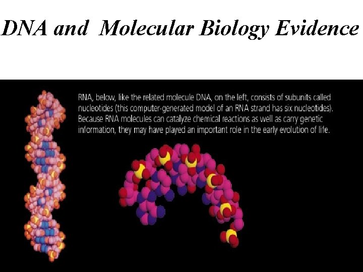 DNA and Molecular Biology Evidence 