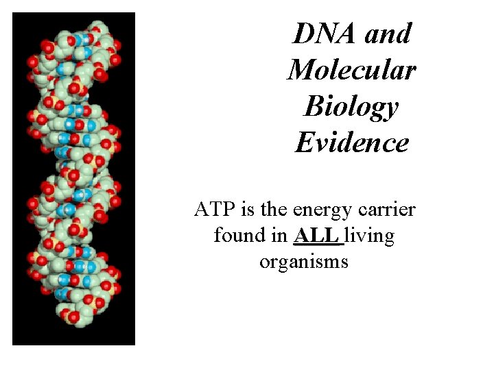 DNA and Molecular Biology Evidence ATP is the energy carrier found in ALL living