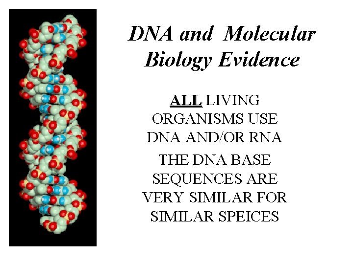 DNA and Molecular Biology Evidence ALL LIVING ORGANISMS USE DNA AND/OR RNA THE DNA