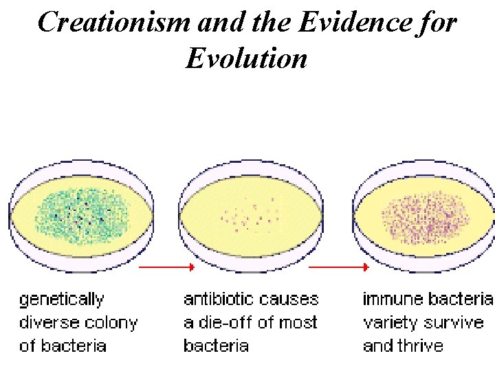 Creationism and the Evidence for Evolution 