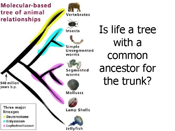 Is life a tree with a common ancestor for the trunk? 