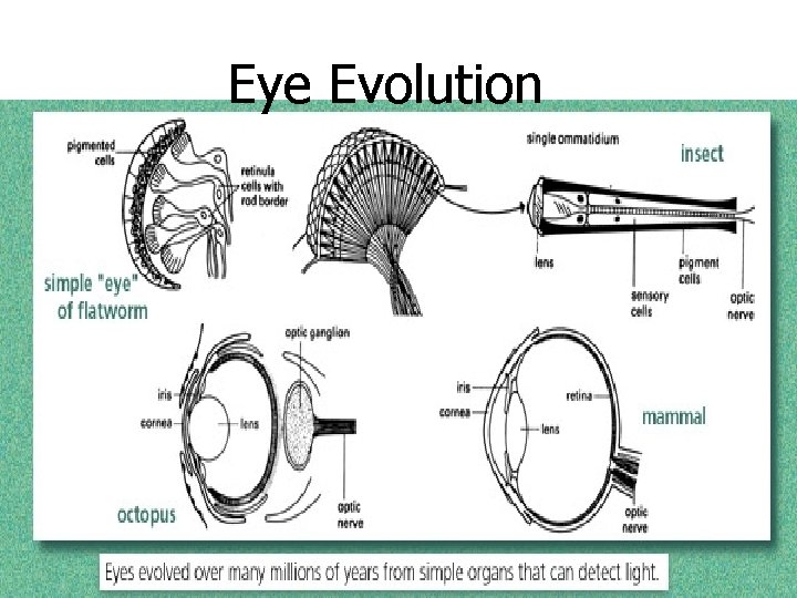 Eye Evolution 