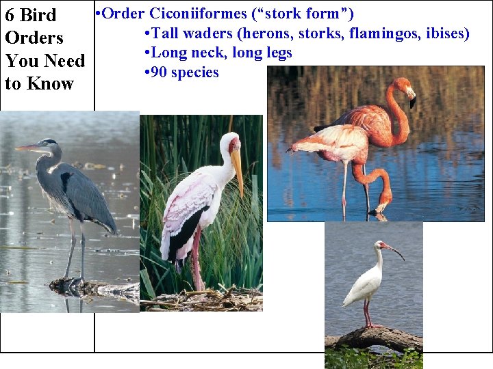  • Order Ciconiiformes (“stork form”) 6 Bird • Tall waders (herons, storks, flamingos,