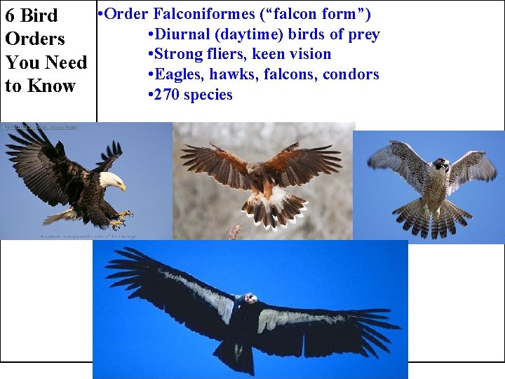  • Order Falconiformes (“falcon form”) 6 Bird • Diurnal (daytime) birds of prey