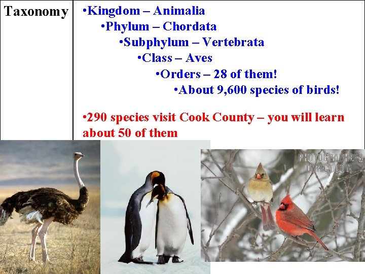 Taxonomy • Kingdom – Animalia • Phylum – Chordata • Subphylum – Vertebrata •