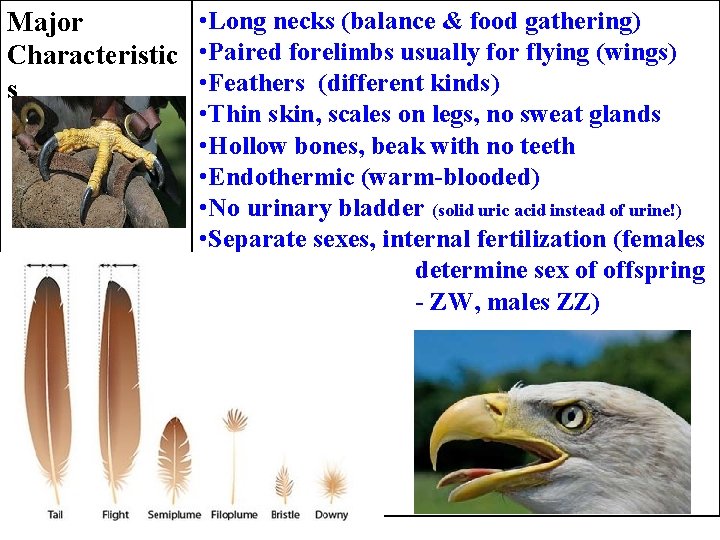  • Long necks (balance & food gathering) Major Characteristic • Paired forelimbs usually