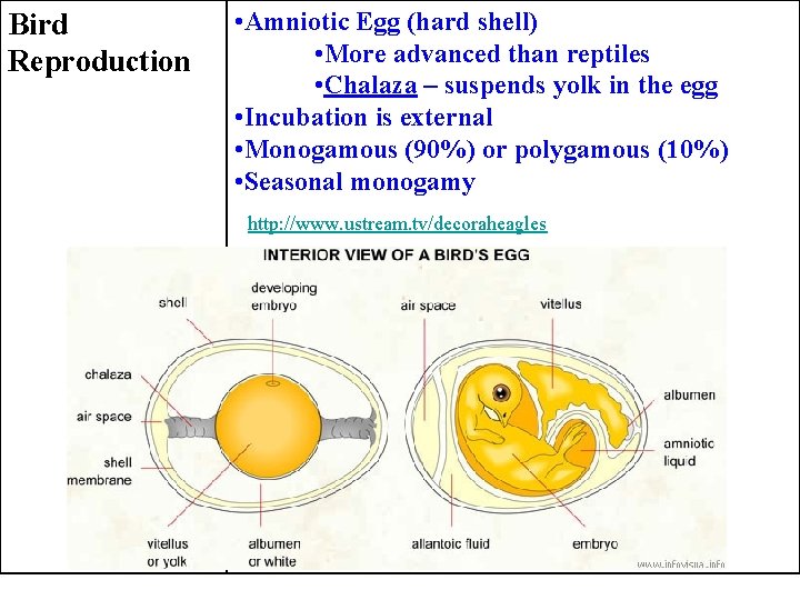 Bird Reproduction • Amniotic Egg (hard shell) • More advanced than reptiles • Chalaza