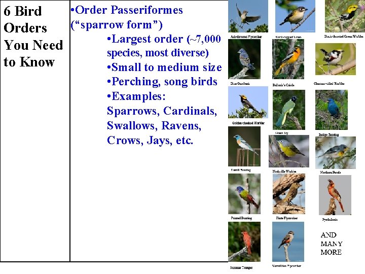  • Order Passeriformes 6 Bird (“sparrow form”) Orders • Largest order (~7, 000