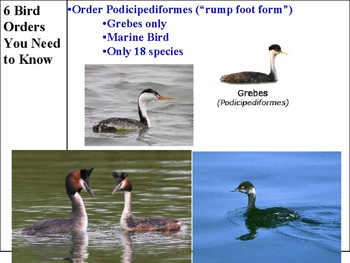  • Order Podicipediformes (“rump foot form”) 6 Bird • Grebes only Orders •