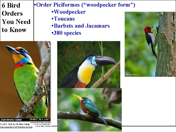  • Order Piciformes (“woodpecker form”) 6 Bird • Woodpecker Orders • Toucans You