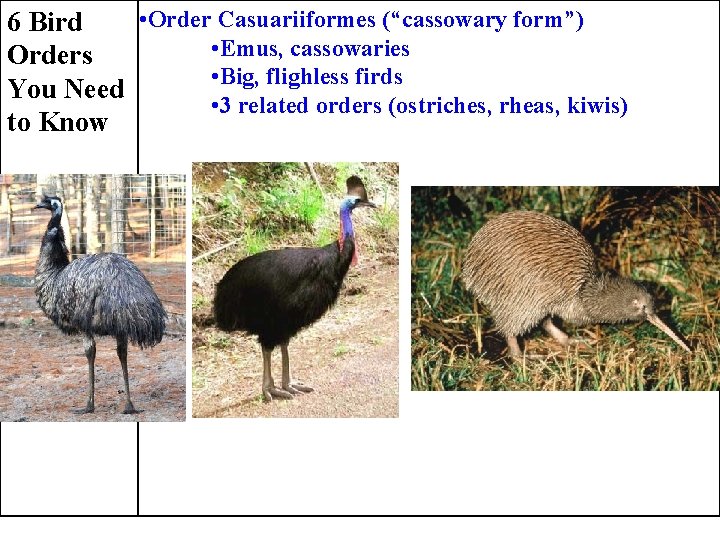  • Order Casuariiformes (“cassowary form”) 6 Bird • Emus, cassowaries Orders • Big,