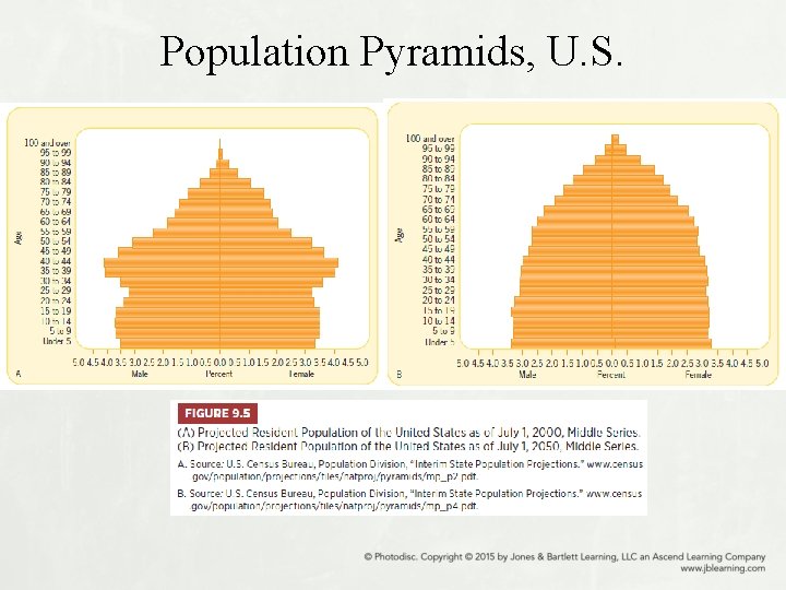 Population Pyramids, U. S. 