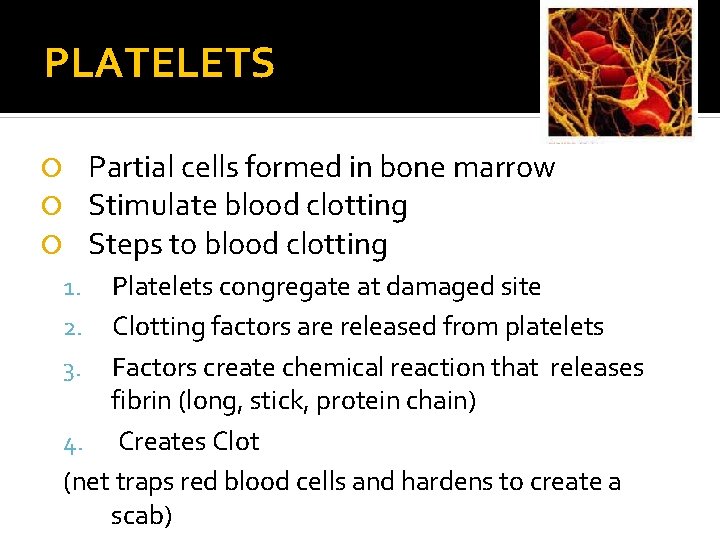 PLATELETS Partial cells formed in bone marrow Stimulate blood clotting Steps to blood clotting