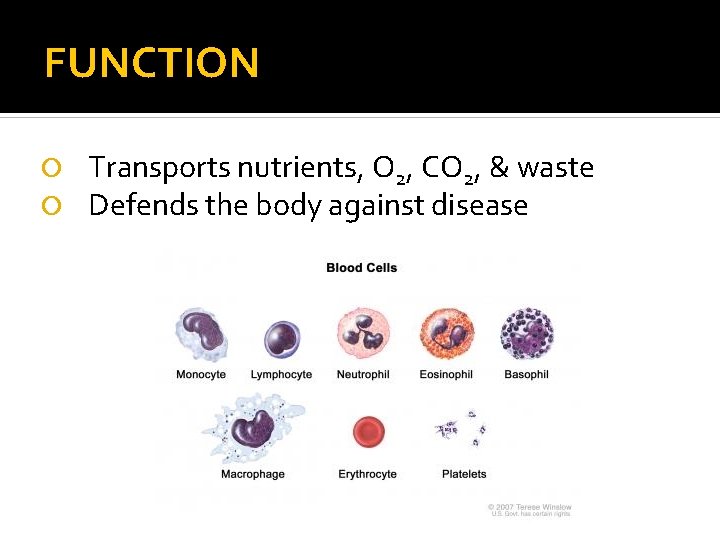 FUNCTION Transports nutrients, O 2, CO 2, & waste Defends the body against disease