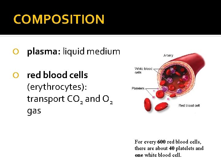COMPOSITION plasma: liquid medium red blood cells (erythrocytes): transport CO 2 and O 2