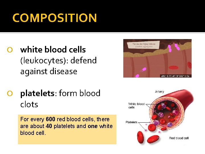 COMPOSITION white blood cells (leukocytes): defend against disease platelets: form blood clots For every