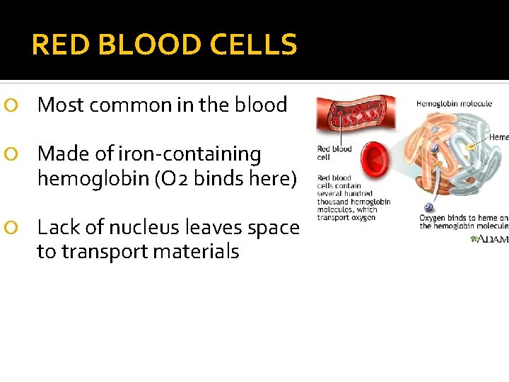 RED BLOOD CELLS Most common in the blood Made of iron-containing hemoglobin (O 2