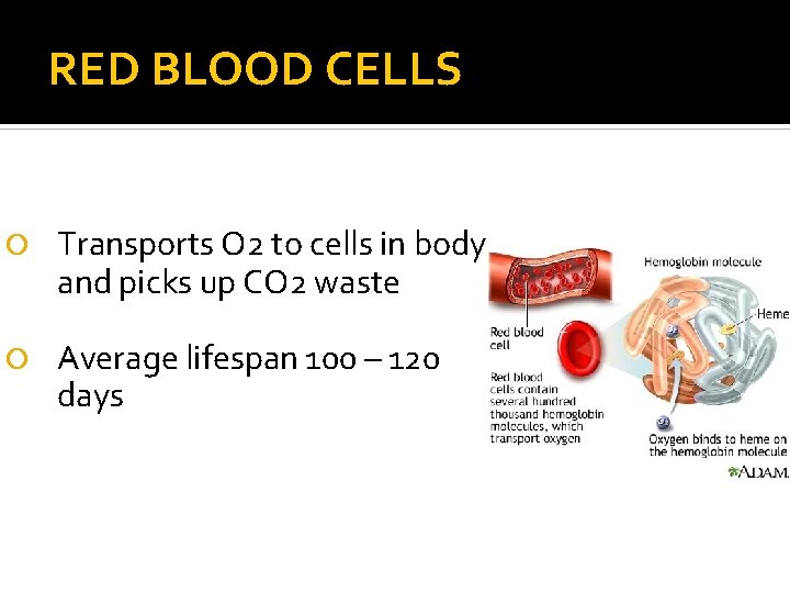 RED BLOOD CELLS Transports O 2 to cells in body and picks up CO