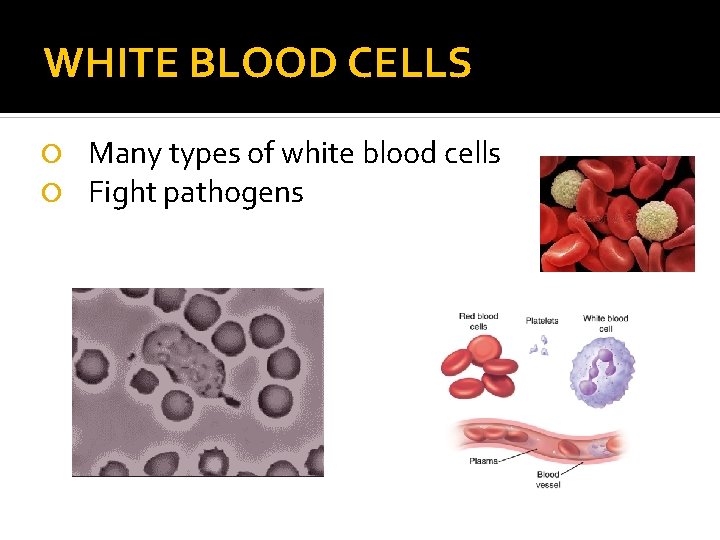 WHITE BLOOD CELLS Many types of white blood cells Fight pathogens 