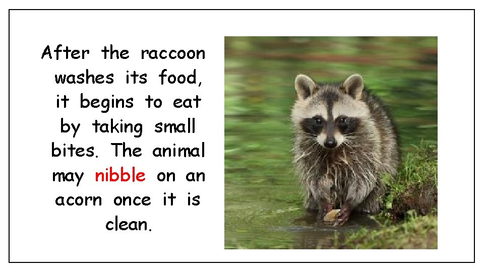 After the raccoon washes its food, it begins to eat by taking small bites.