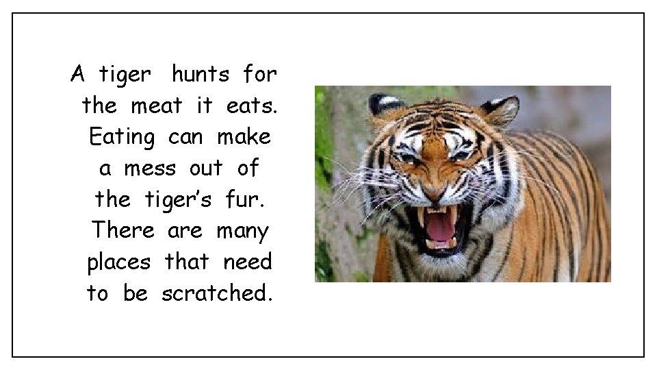 A tiger hunts for the meat it eats. Eating can make a mess out