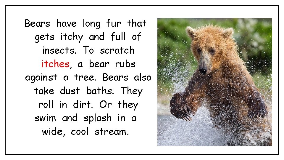Bears have long fur that gets itchy and full of insects. To scratch itches,