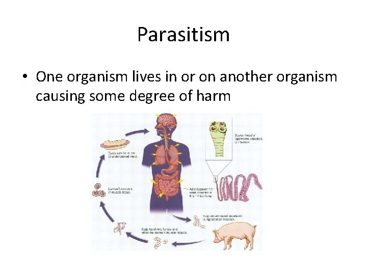 Parasitism • One organism lives in or on another organism causing some degree of