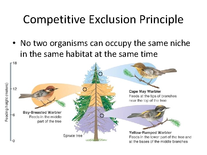 Competitive Exclusion Principle • No two organisms can occupy the same niche in the